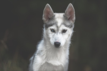 Husky puppy at the forest