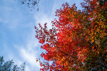 Beautiful red maple leaves in autumn sunny day, blue sky, close up, copy space, macro