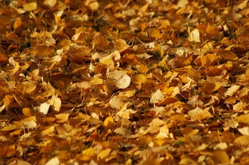 autumn leaves pattern