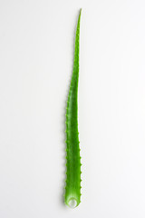 Aloe leaf on white background