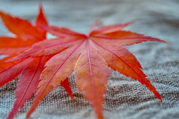 机の上の紅葉