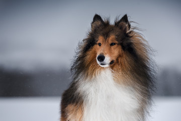 Collie dog at winter