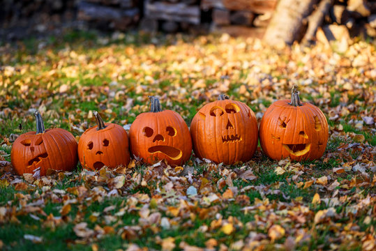 Close-up of a row of Five jack-o-lanterns lined up in an autumnal  garden amongst autumn leaves, USA