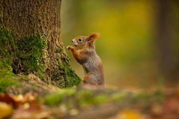 Squirrel. The squirrel was photographed in the Czech Republic. Squirrel is a medium-sized rodent. Inhabiting a wide territory ranging from Western Europe to Eastern Asia. Free nature. Beautiful pictur
