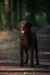 Curly-coated retriever
