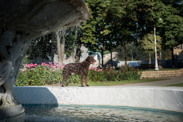 Curly-coated retriever