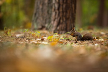 Squirrel. The squirrel was photographed in the Czech Republic. Squirrel is a medium-sized rodent. Inhabiting a wide territory ranging from Western Europe to Eastern Asia. Free nature. Beautiful pictur