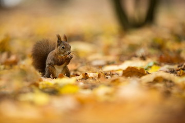 Squirrel. The squirrel was photographed in the Czech Republic. Squirrel is a medium-sized rodent. Inhabiting a wide territory ranging from Western Europe to Eastern Asia. Free nature. Beautiful pictur