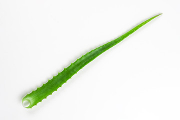 Aloe leaf on white background