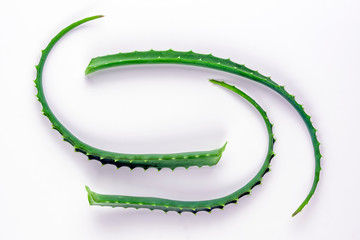 Cut aloe leaves put together on white background