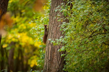 Squirrel. The squirrel was photographed in the Czech Republic. Squirrel is a medium-sized rodent. Inhabiting a wide territory ranging from Western Europe to Eastern Asia. Free nature. Beautiful pictur