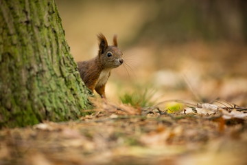 Squirrel. The squirrel was photographed in the Czech Republic. Squirrel is a medium-sized rodent. Inhabiting a wide territory ranging from Western Europe to Eastern Asia. Free nature. Beautiful pictur