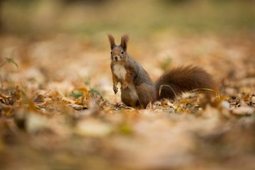 Squirrel. The squirrel was photographed in the Czech Republic. Squirrel is a medium-sized rodent. Inhabiting a wide territory ranging from Western Europe to Eastern Asia. Free nature. Beautiful pictur