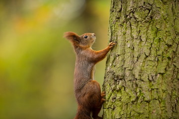 Squirrel. The squirrel was photographed in the Czech Republic. Squirrel is a medium-sized rodent. Inhabiting a wide territory ranging from Western Europe to Eastern Asia. Free nature. Beautiful pictur