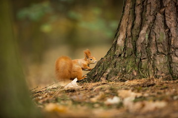 Squirrel. The squirrel was photographed in the Czech Republic. Squirrel is a medium-sized rodent. Inhabiting a wide territory ranging from Western Europe to Eastern Asia. Free nature. Beautiful pictur