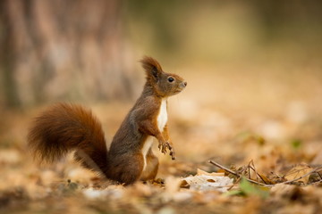 Squirrel. The squirrel was photographed in the Czech Republic. Squirrel is a medium-sized rodent. Inhabiting a wide territory ranging from Western Europe to Eastern Asia. Free nature. Beautiful pictur
