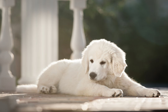 White curious puppy