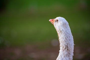 Beautiful white goose on a meadow in front of green background. Portrait of neck head and beak.