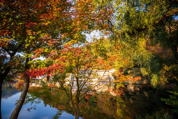 Yufuin Kinrinko, Japan, November 07, 2018: Beautiful red maple leaves at lake kinrinko, oita, Japan, in autumn sunny day, blue sky, close up, copy space