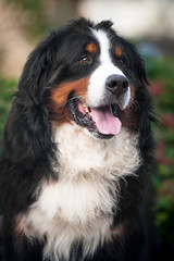 bernese mountain dog