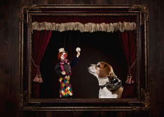 Dog In A Puppet Theatre