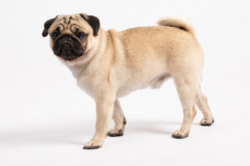 Cute dog pug breed standing and making funny or serious face feeling happiness and cheerful,ฺBeautiful Purebred dog and healthy dog,Isolated on white background,Dog friendly Concept