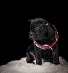 Cane Corso puppy studio