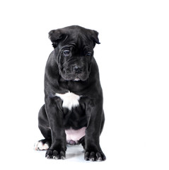 Cane Corso puppy studio