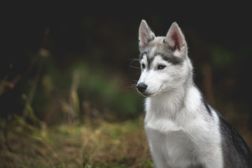 Husky puppy at the walk