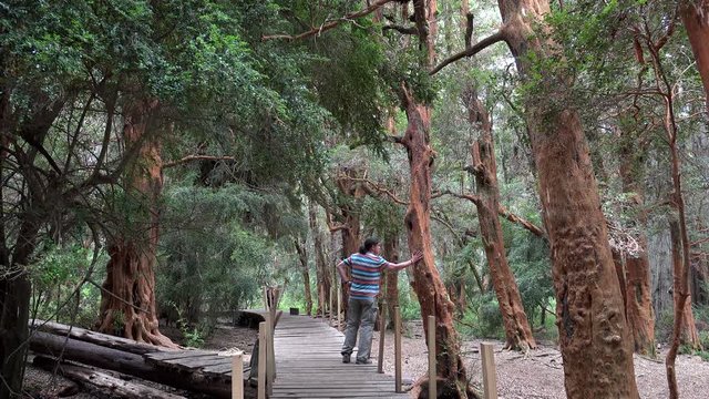 Guy in the Arrayan forest (Luma apiculata, or Chilean myrtle). Llao Llao Municipal park, Bariloche, Patagonia, Rio Negro, Argentina