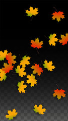 September Vector Background with Golden Falling Leaves. Autumn Illustration with Maple Red, Orange, Yellow Foliage. Isolated Leaf on Transparent Background. Bright Swirl. Suitable for Posters.