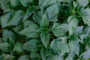 Top view nettle green leaves. Nature background