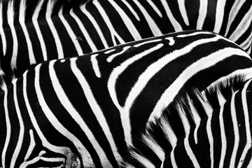 Zebra strips with patterns