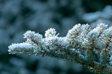 snow covered tree branch