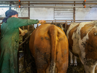 Farmers wife works in the cowshed on an old farm in Austria