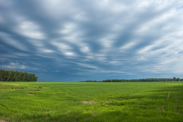 summer landscape with the green field and clouds