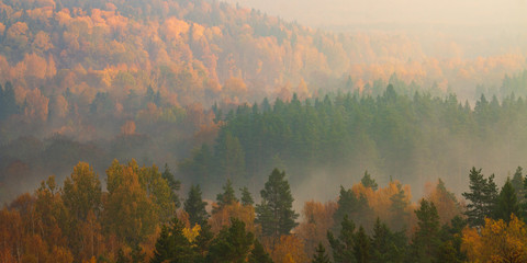Foggy autumn Forrest 