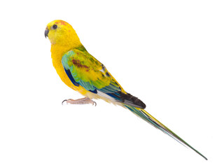 parrot (haematonotus psephotus) isolated