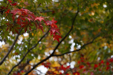紅葉