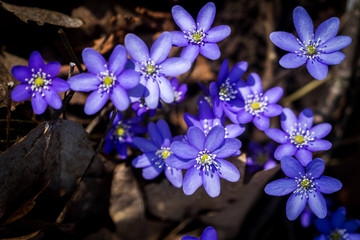 First fresh blue violets in the forest