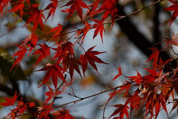 紅葉