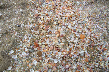 Different dead shellfishes on the pebbles sea beach, natural background