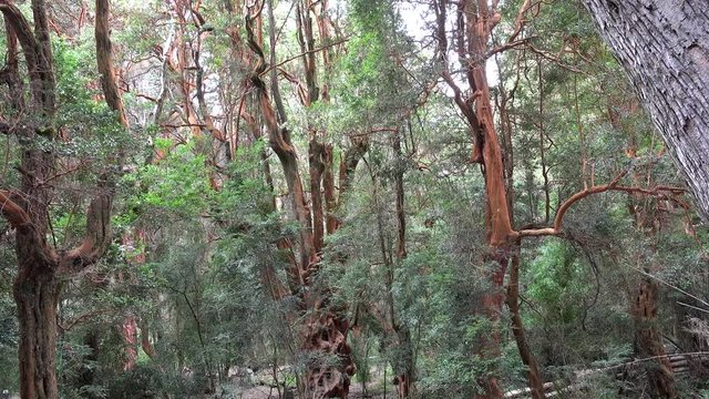 Arrayan forest (Luma apiculata, or Chilean myrtle) in the Llao Llao Municipal park of Bariloche.  Patagonia, Rio Negro, Argentina