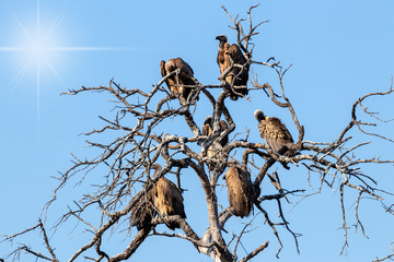 6 Geier sitzen auf einem Baum im Krüger Nationalpark