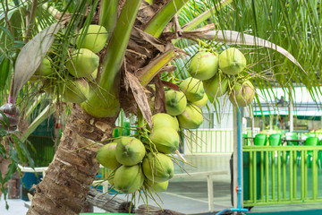 The coconut fragrance in garden.