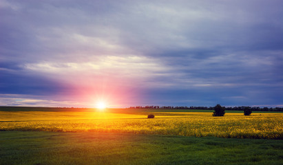 Fototapeta premium Canola field, landscape on a background of clouds. Canola biofuel at sunset.