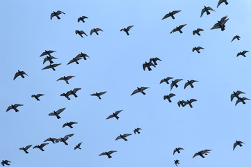 Pigeon flying against clear blue sky