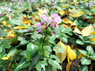 Autumn colorful November landscape. Autumn park with flowers.