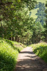 Fototapeta na wymiar Image of road in forest