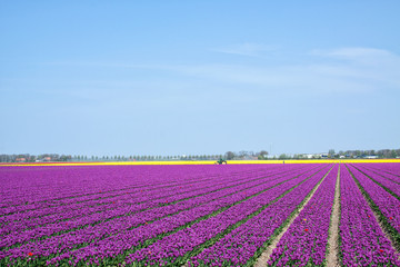 Fototapeta na wymiar Field with rows of neatly placed purple tulips on a beautiful day in spring.